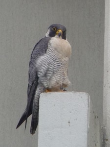 Adult Peregrine Falcon.  © Anouk Hoedeman