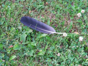 American Crow feather