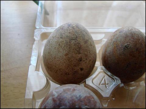 Peregrine Falcon eggs off to be tested this week. That's a standard egg carton if you're wondering how big Peregrine eggs are. Photo by Chris Traynor